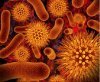 Чем бактерии отличаются от вирусов?