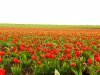 Где находится самое большое поле тюльпанов? 