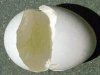 Чем полезна яичная скорлупа, и как её применять?