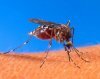 Как можно снять зуд после комариного укуса у маленького ребёнка и как защитить ребёнка от комаров?