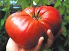 Как выращивать крупноплодные томаты? 