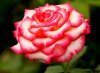 На что обратить внимание при выборе сорта розы?
