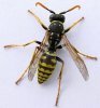 Почему кусаются осы и как защититься от их укусов?