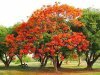 Какие деревья самые красивые? 