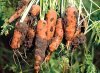 Как убирать и хранить урожай моркови?