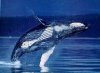 Что это за Всемирный день китов?