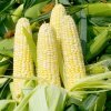 Как сушить кукурузу? 