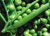 Что такое диета «Зеленый горошек»?