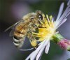 В чём уникальность пчёл?