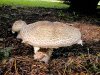 Какой гриб самый большой?