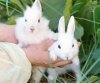 Какие виды кролиководства бывают?