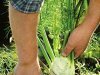 Как выращивать овощной фенхель? 
