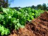 Как выращивать листовую салатную горчицу?