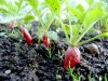 Как выращивать редис? 