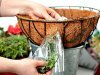 Как высаживать растения в подвесную корзину? 