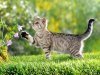Какие растения опасны для кошек? 