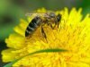 Какие народные средства можно применять при укусе ос или пчел?