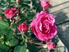Какие розы самые неприхотливые? 