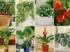 Как выбирать комнатные растения по гороскопу?