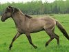 Какая порода лошадей самая редкая? 