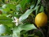 Как вырастить лимон из косточки?