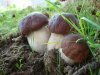 Как вырастить белые грибы у себя на даче?