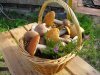Какие существуют особенности выращивания грибов?