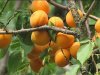 Как посадить абрикосовое дерево?