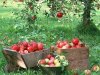Как посадить яблоню?