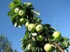 Как сажать и выращивать колоновидную яблоню?