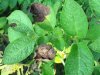 Как защитить картофель от фитофтороза? 