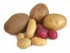 Как выращивать картофель ранних сортов? 