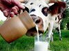 Что такое цельное молоко? 