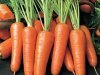 Как выбрать правильную морковку? 