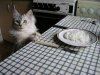 Какую пищу нельзя давать кошкам?