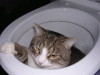 Как приучить кошку к туалету (лотку) ? 