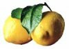 Есть ли польза от лимонной кожуры? 