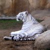 Как появился на свет белый тигр? 