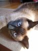 Каких кошек правильно называть сиамскими?