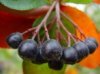 Чем полезна черноплодная рябина?
