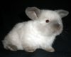Какие породы декоративных кроликов бывают?
