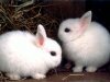Можно ли держать двух кроликов в одной клетке?