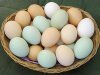 Чем полезны куриные яйца?