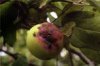 Как бороться с паршой яблони и груши?