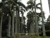 Что собой представляет ботанический сад Абури в Гане?
