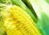 Чем полезна кукуруза?