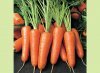 Чем полезна морковь?