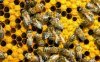 Что означают пчелы, увиденные во сне?