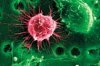 Есть ли альтернатива эмбриональным стволовым клеткам?