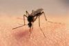  Как защититься от укусов насекомых в теплое время года?